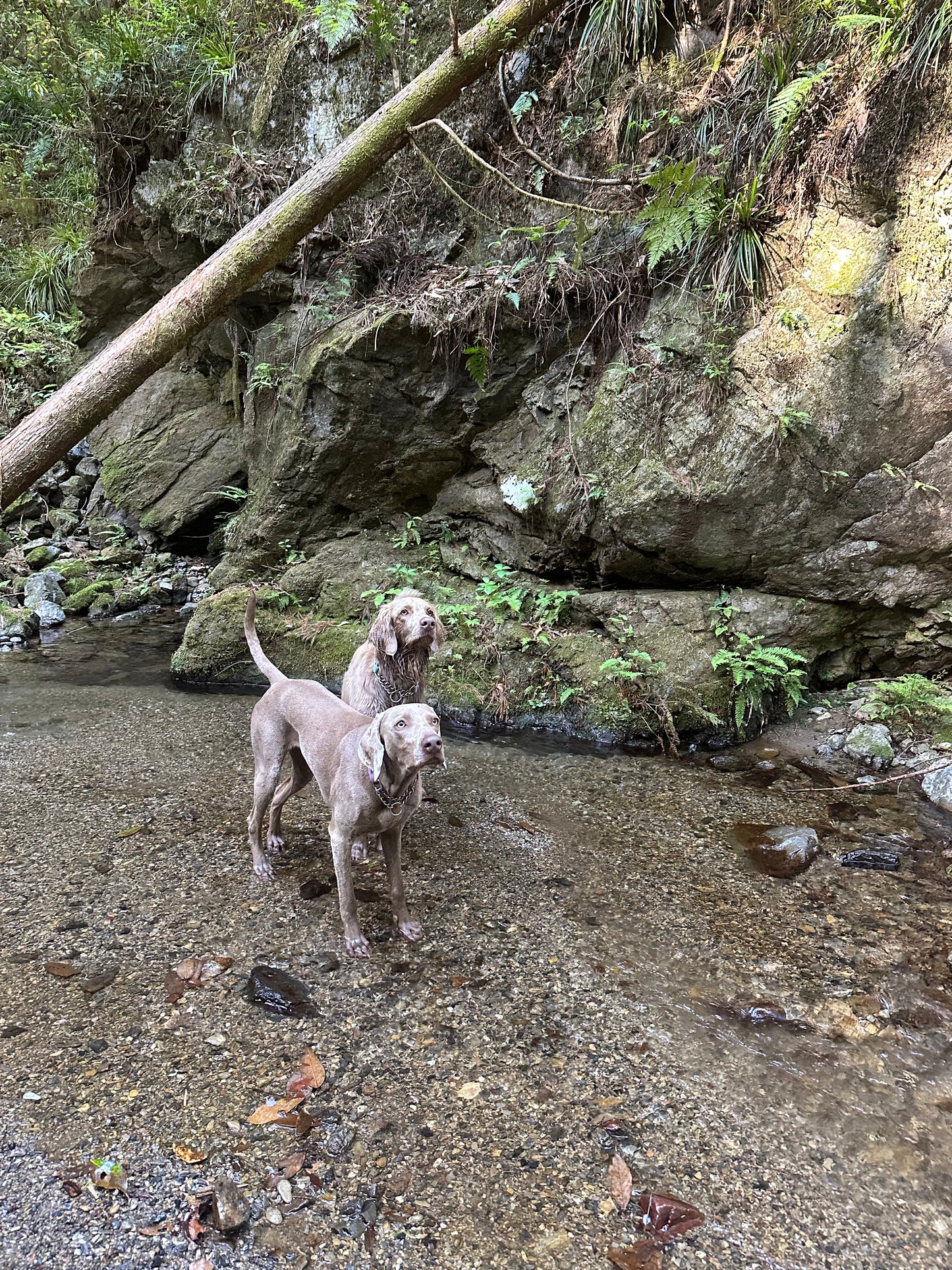 イヌと山&沢で遊ぼうトレラン 5/6(水祝)
