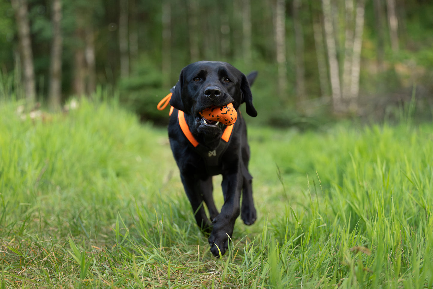 Dog throw toy 頑丈ノーズワーク犬用おもちゃ