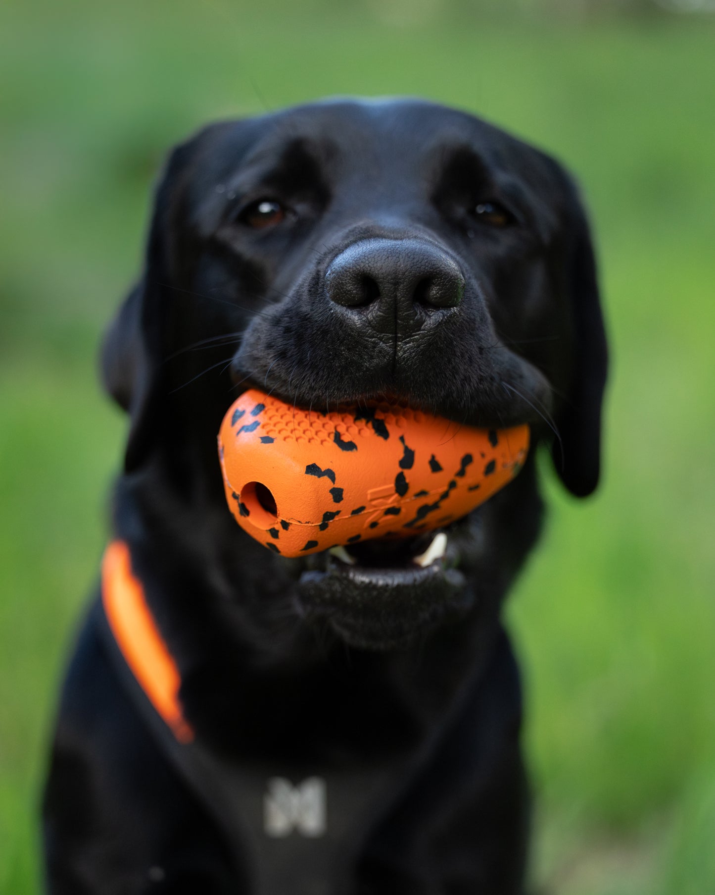 Dog throw toy 頑丈ノーズワーク犬用おもちゃ