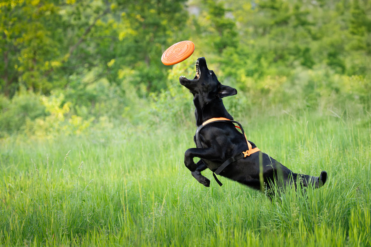 Dog flying disc ドッグディスク