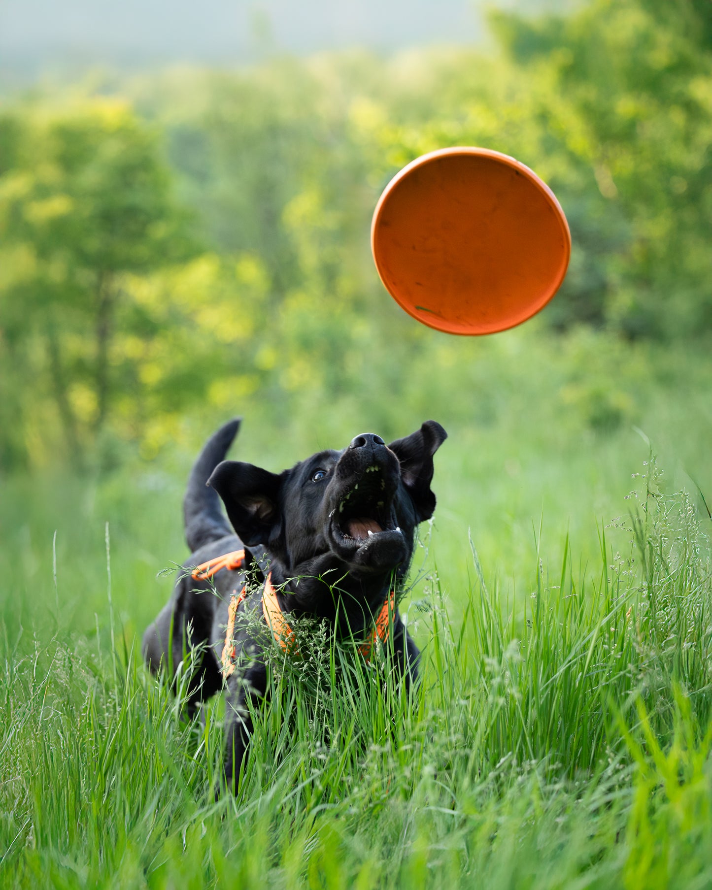 Dog flying disc ドッグディスク