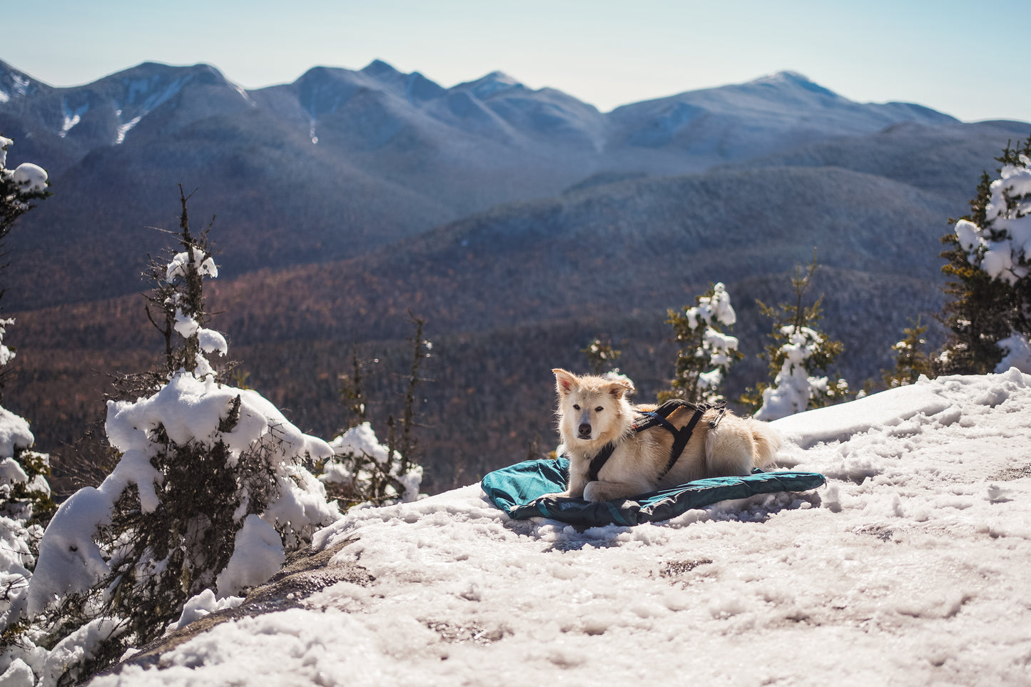 Trekking dog bed 犬用の軽量キャンピングマット