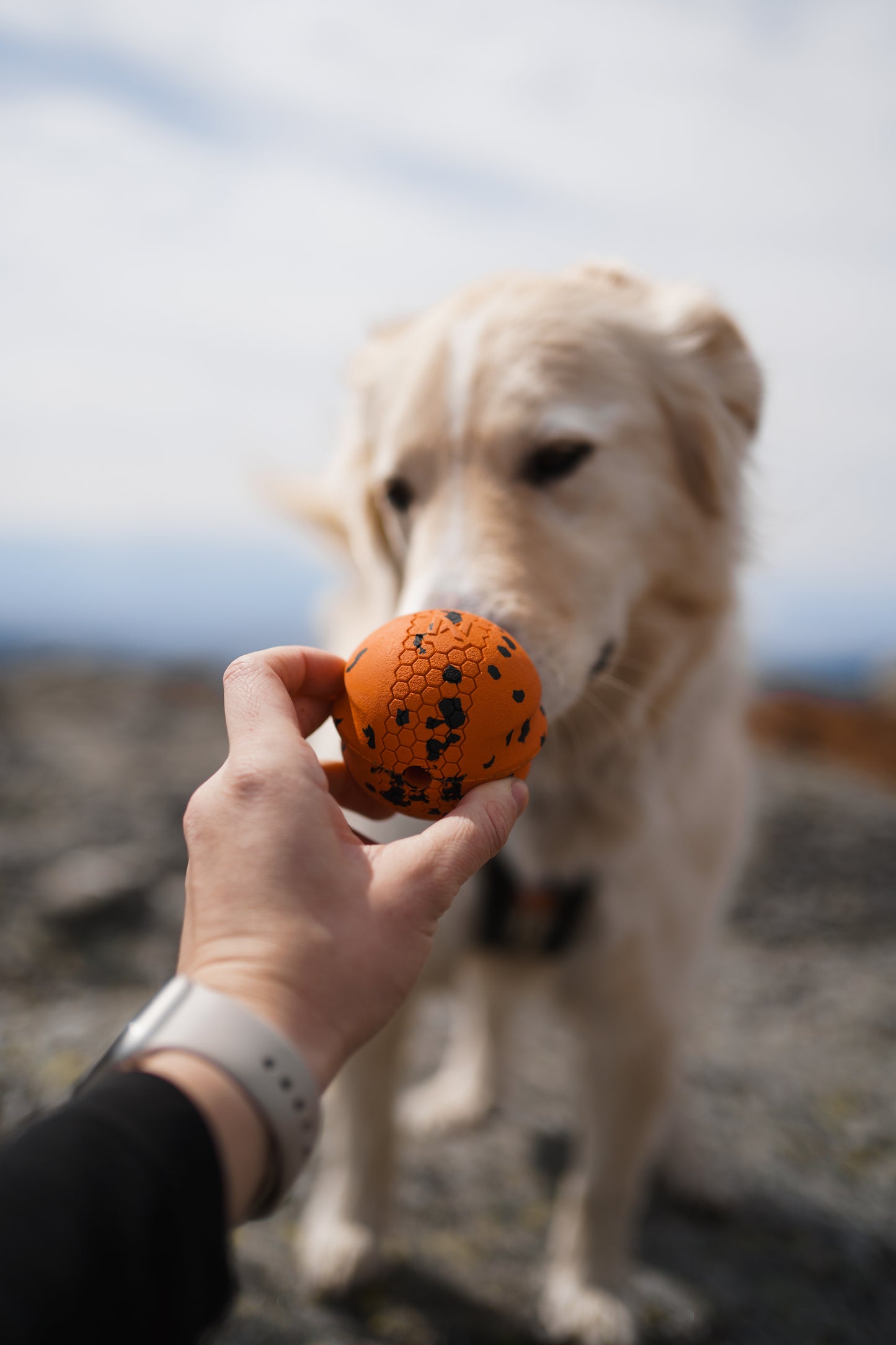 Dog ball ドッグボール