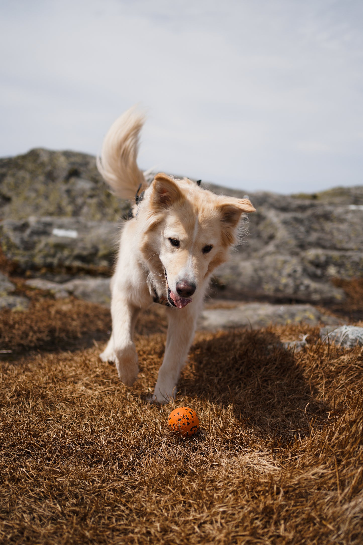 Dog ball ドッグボール