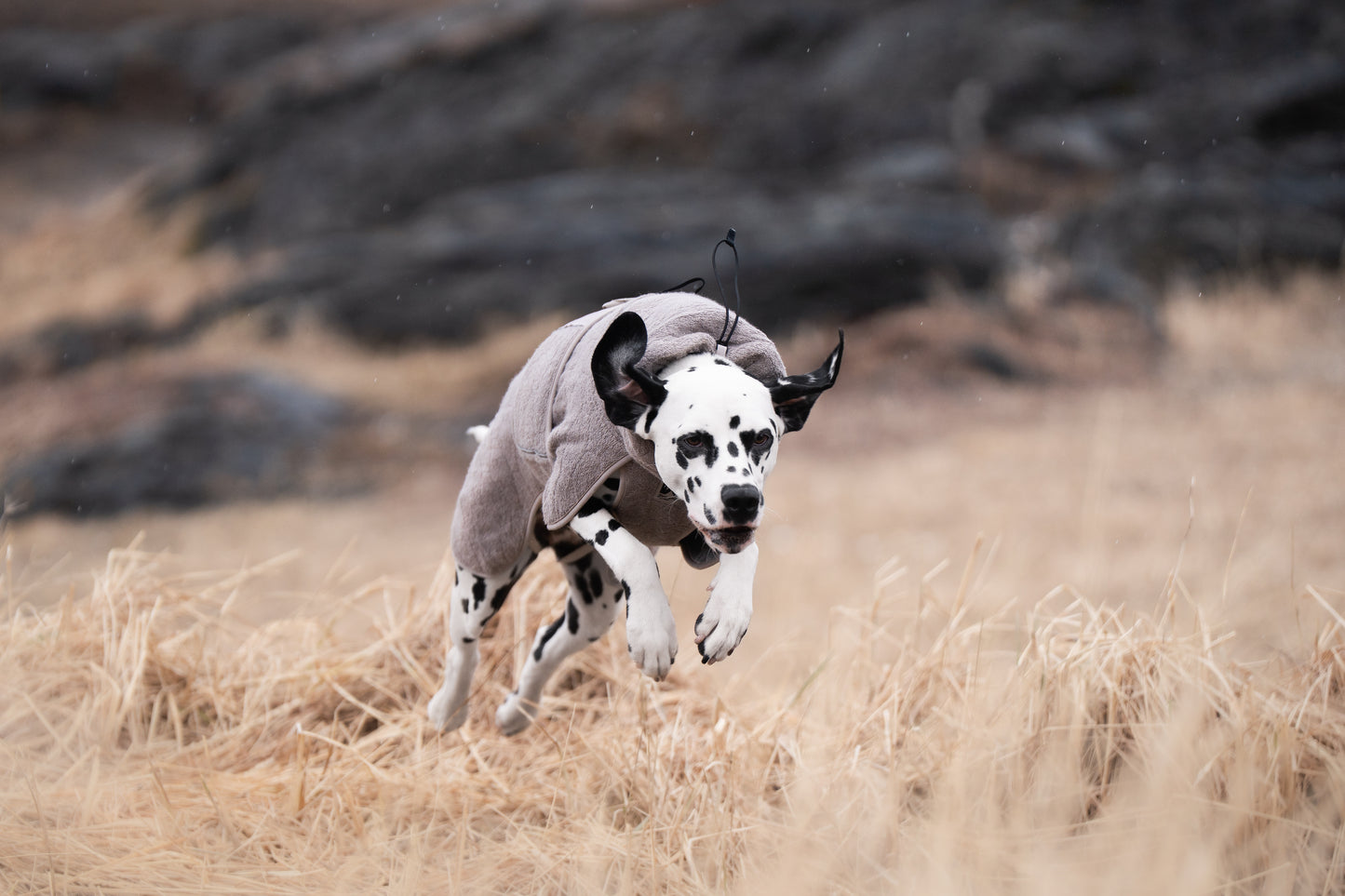 Drying coat 犬用タオルバスローブ