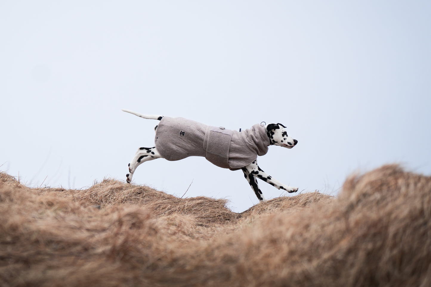 Drying coat 犬用タオルバスローブ