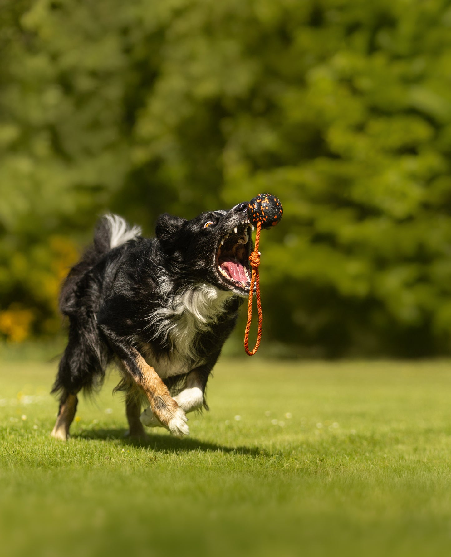 Dog ball on rope 耐久性のあるロープ付きおもちゃ