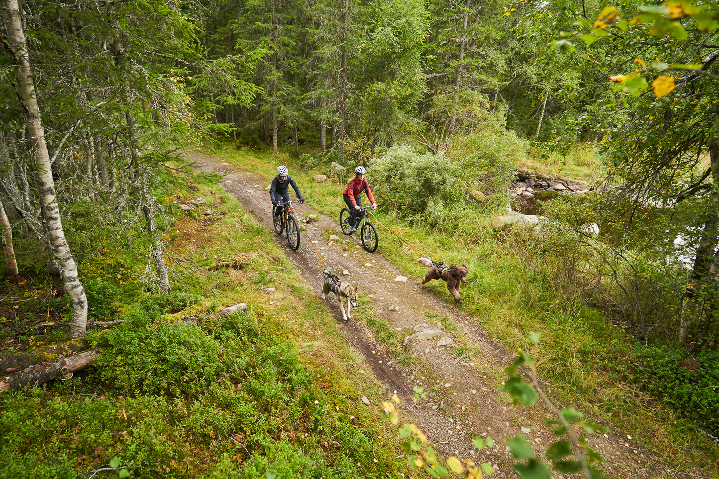 バイクジョアリングはじめてセット(AQUA)犬と自転車で走るための基本3点セット