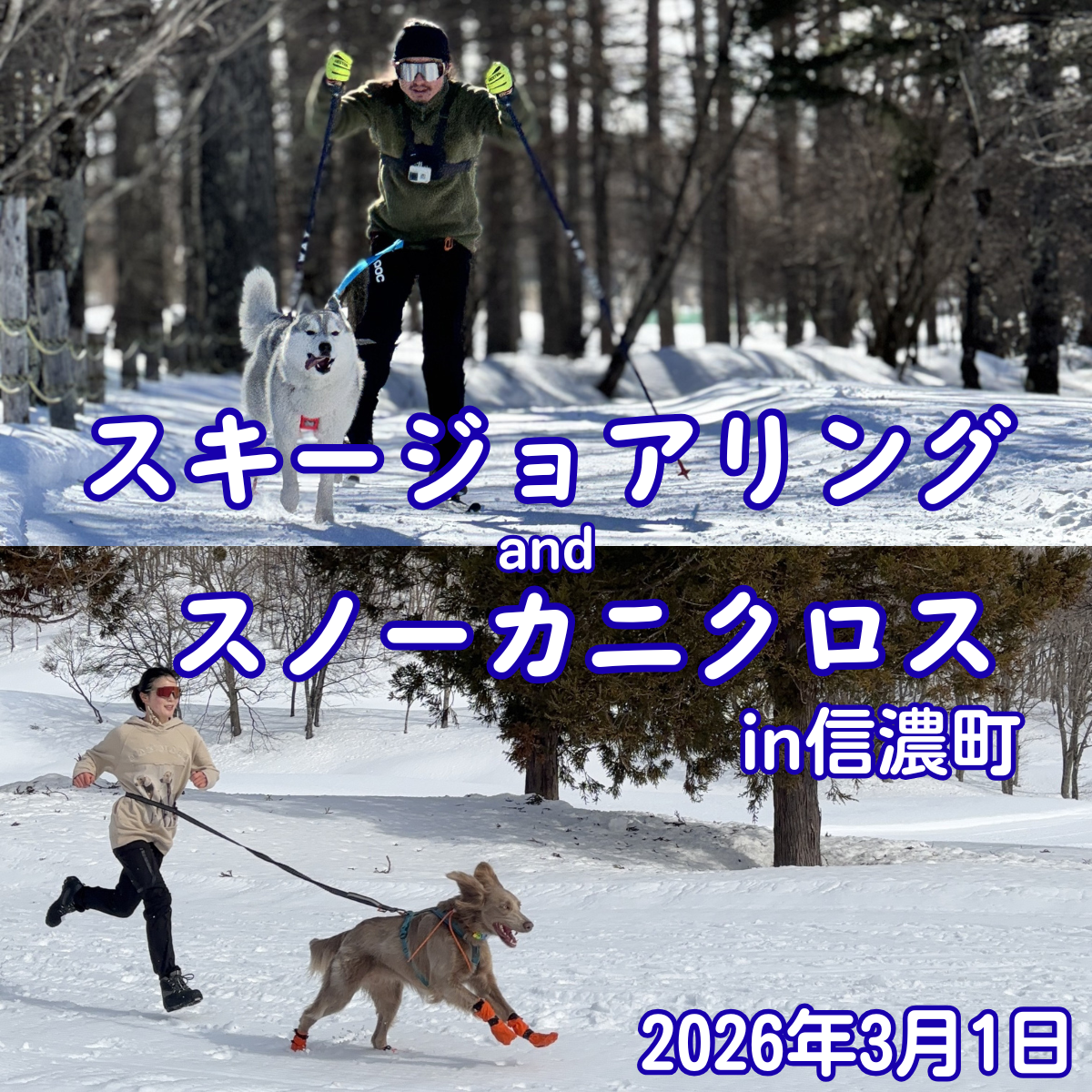 スキージョアリングandスノーカニクロスin信濃町 3/1 – イヌと何でも スキージョアリングandスノーカニクロスin信濃町 3/1 – イヌと何でも