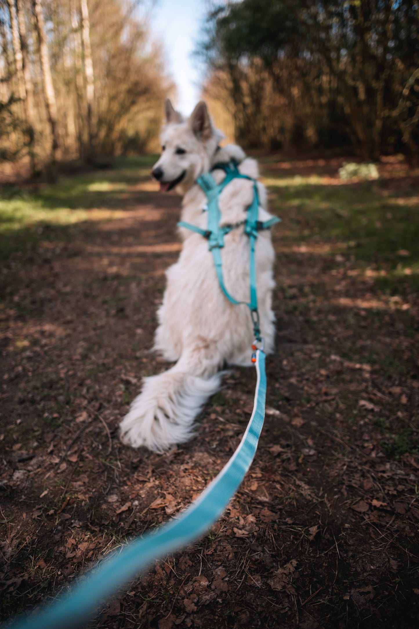 犬用リード カニクロス、バイクジョアリング用リード Bungee leash【即日発送】