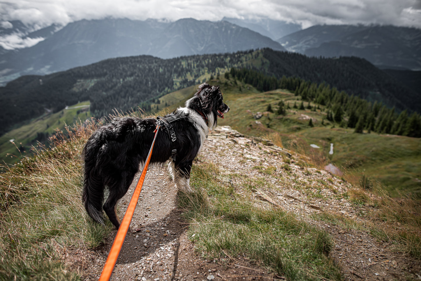 Line harness grip 登山におすすめハーネス