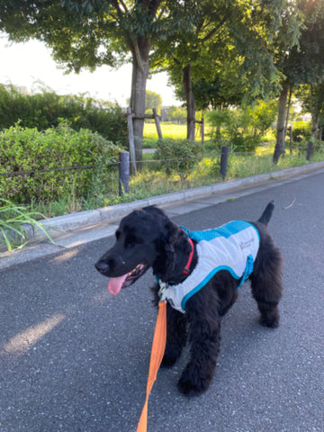 夏用冷却犬用クールベスト | #1588802
