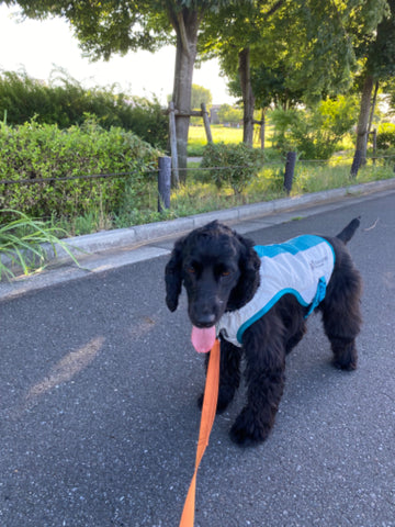 夏用冷却犬用クールベスト | #1588802