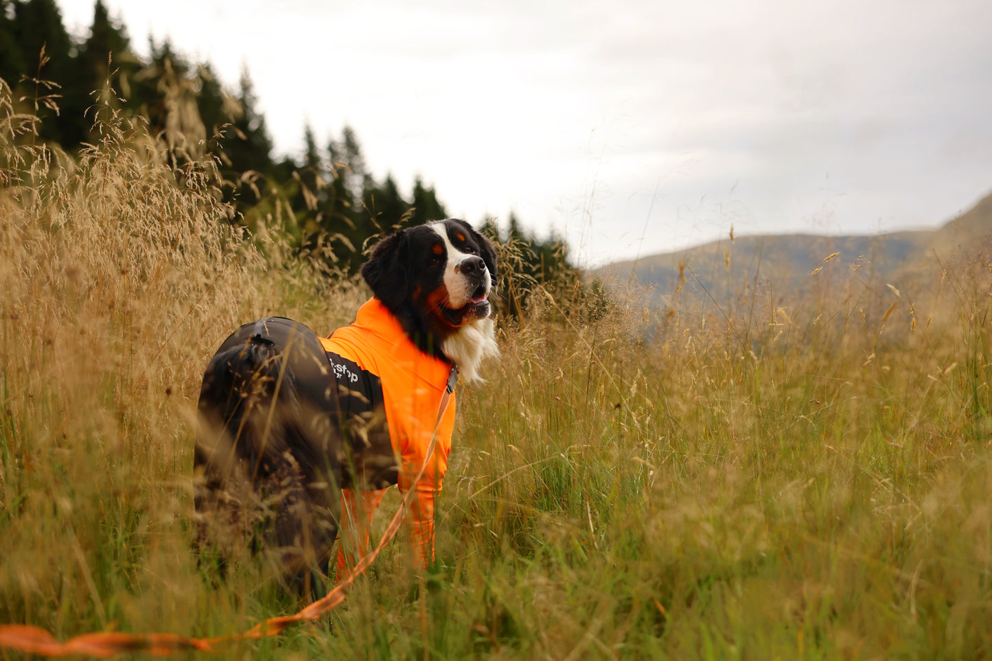 Protector suit M 雪・泥・草の実から全身を守る オス犬専用プロテクタースーツ