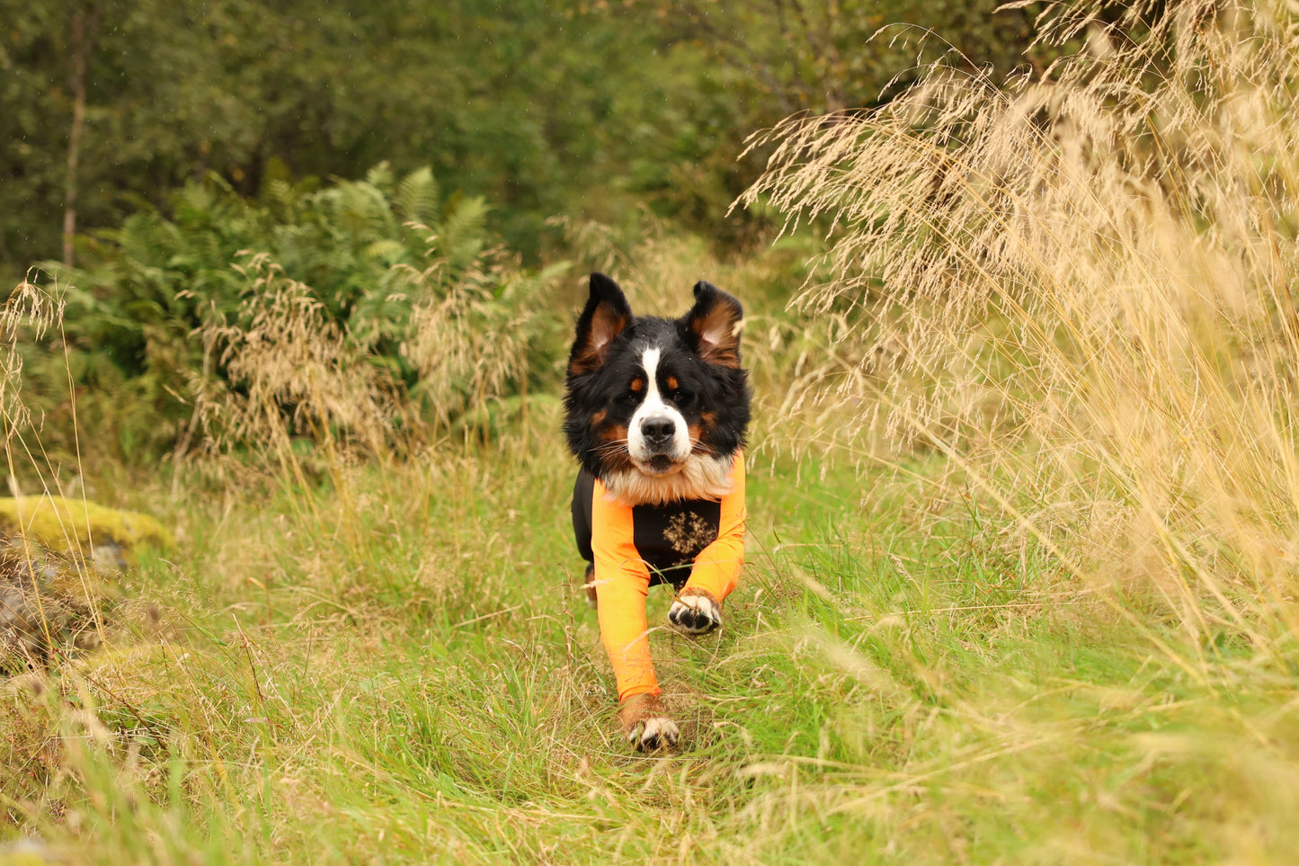 Protector suit M 雪・泥・草の実から全身を守る オス犬専用プロテクタースーツ