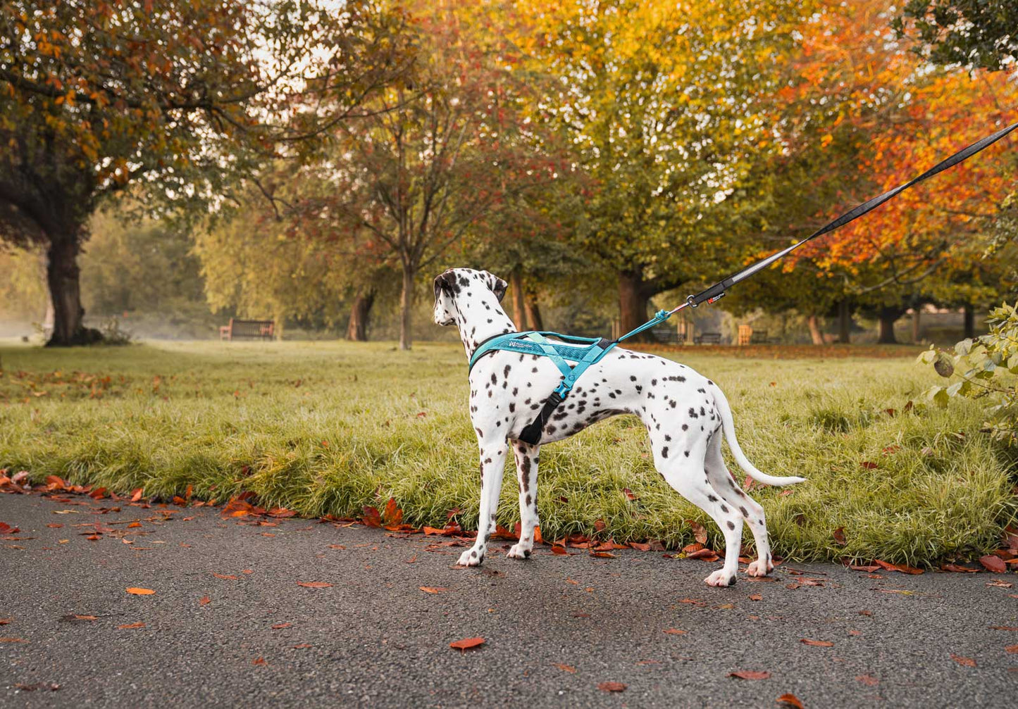 カニクロスはじめてセット(TEAL)犬と一緒に走るための2点セット