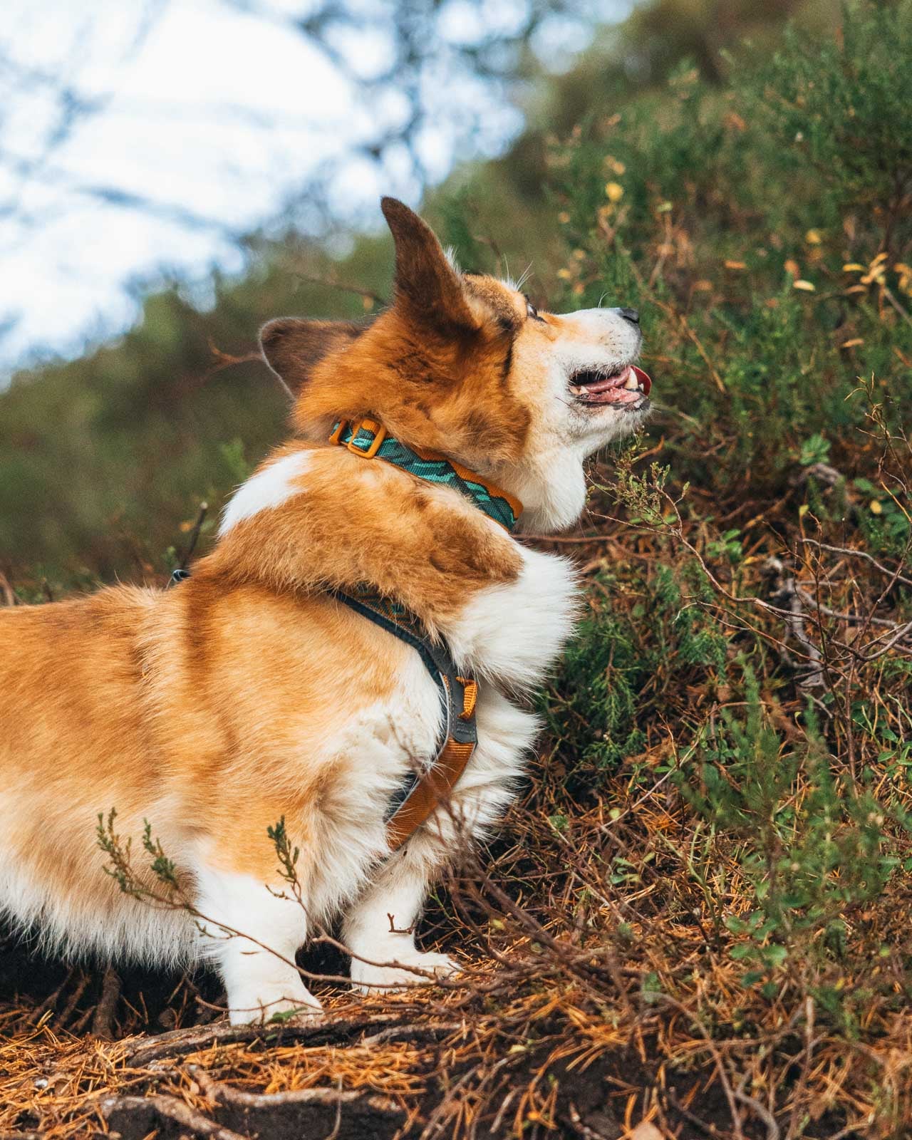 Trail quest collar Rachel Pohl edition 限定コラボ商品!