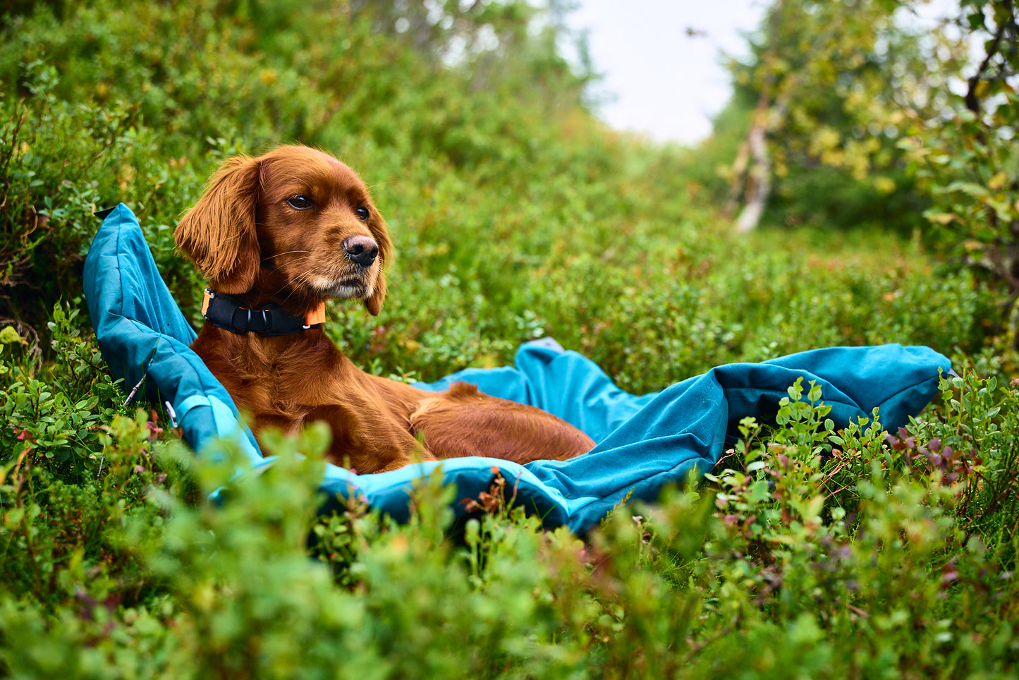 Trekking dog bed 犬用の軽量キャンピングマット
