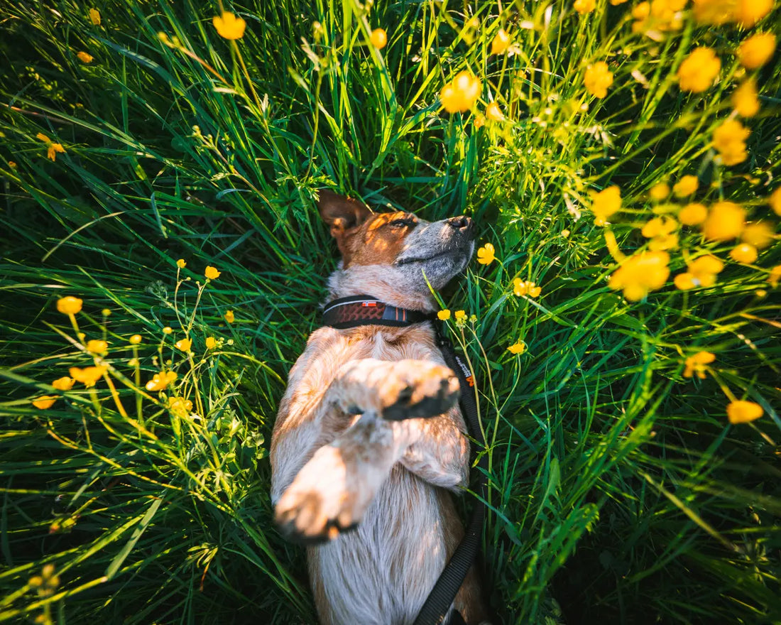 愛犬に最適な首輪の選び方