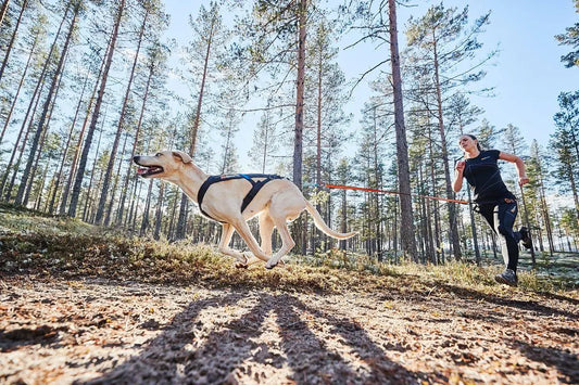 愛犬に合ったサイズのハーネスを見つけるには？