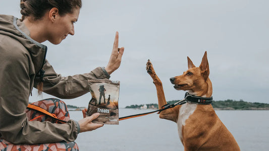 トリックが愛犬とのより強い関係を築き、学習能力を向上させるのに役立つ方法