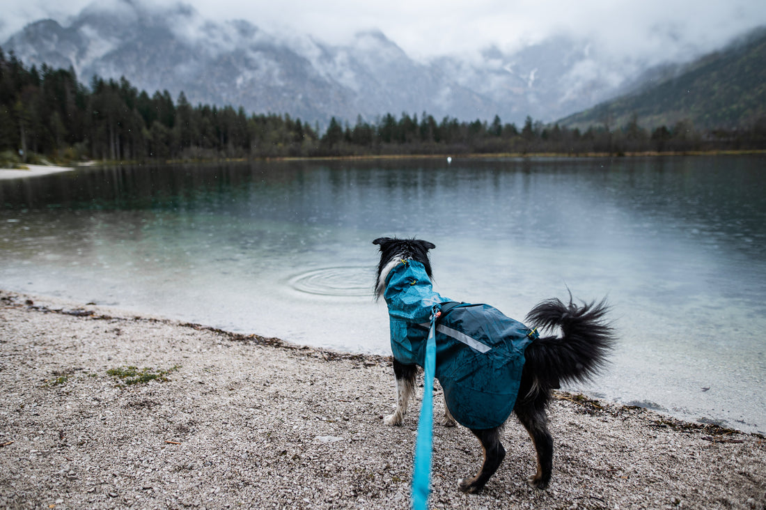 大会のキャンセルと中止についてのご案内