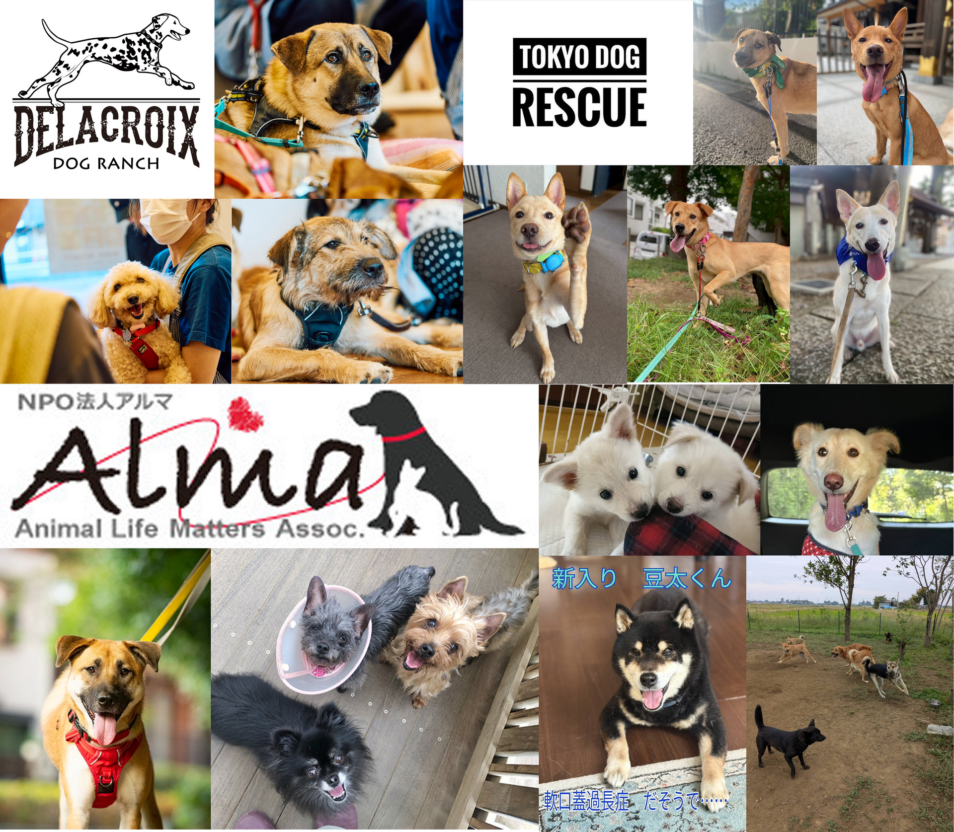 リヤドロー犬、カタツムリ リヤドロー犬、カタツムリ