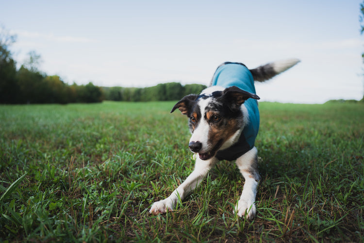 日本国内在庫モデル（即日発送）