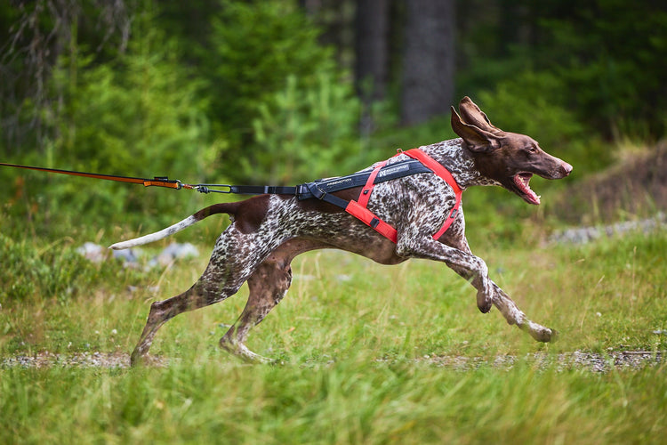 DOG HARNESS スポーツ用ハーネス