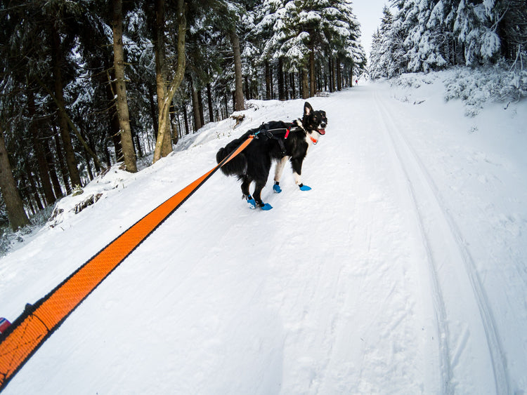 DOG LEASHES