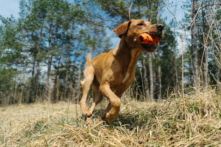 DOG TOYS