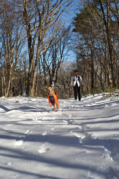 1/17 イヌと雪で遊ぼう㏌西郷村 スノートレッキング日帰りランチ付