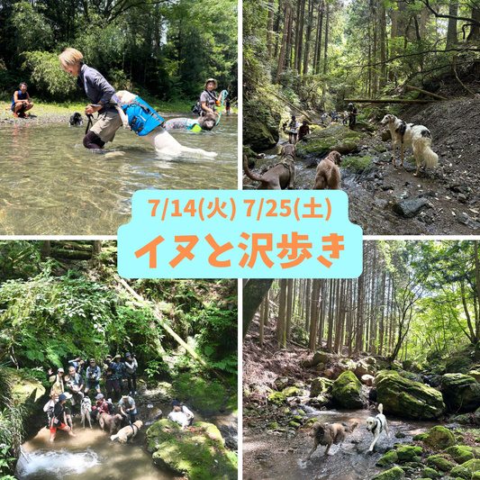 イヌと山&沢歩き2026 7/5(日)7/14(火)7/25(土)