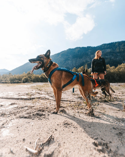 犬用ハーネス 犬の引く力を活かすドッグスポーツ用ハーネス Freemotion Harness 5.0