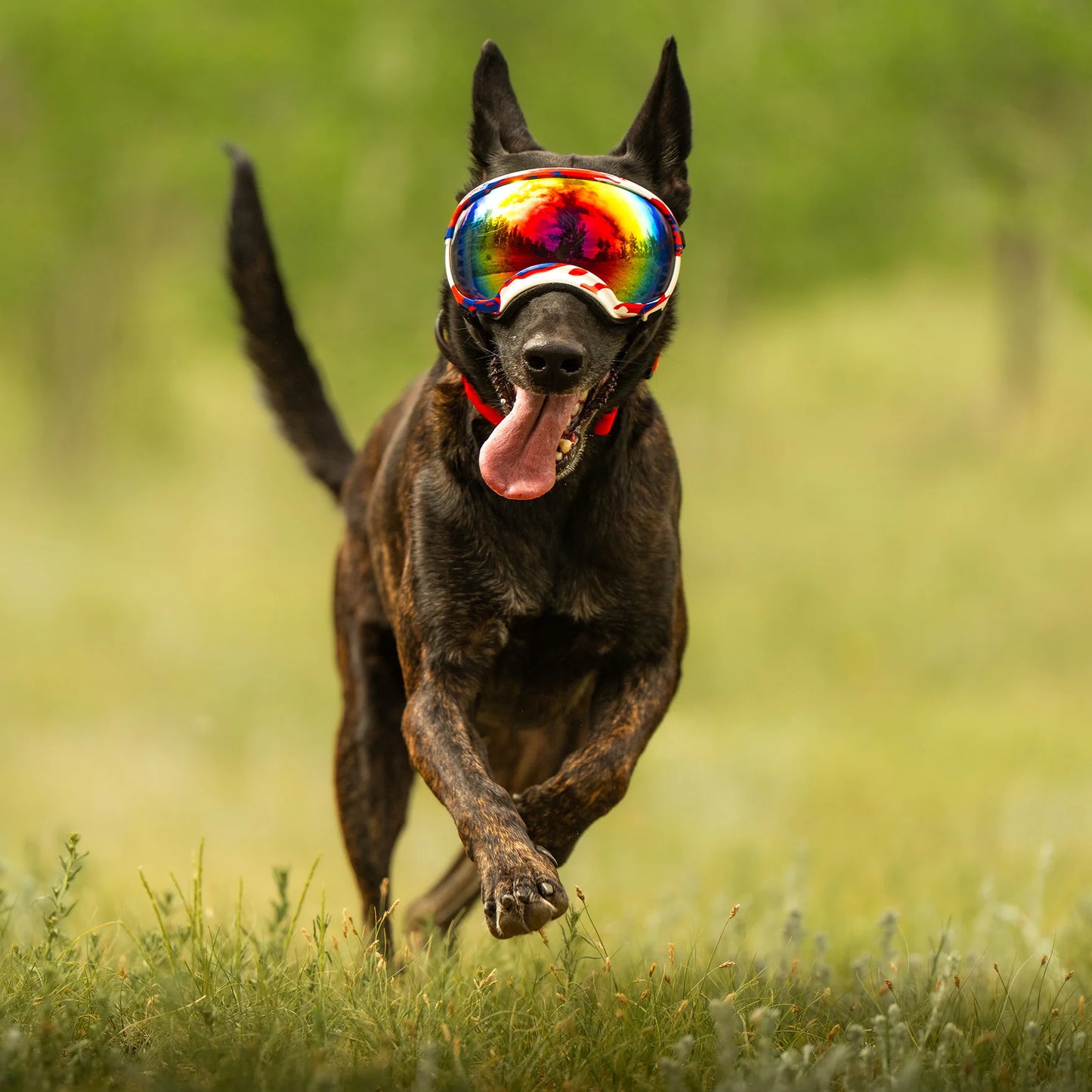 REX SPECS Goggles V2 夏の紫外線から犬の目を守るゴーグル 【即日配送】