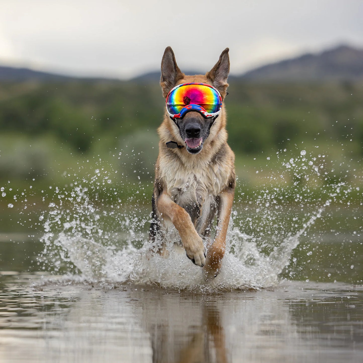 REX SPECS Goggles V2 夏の紫外線から犬の目を守るゴーグル 【即日配送】