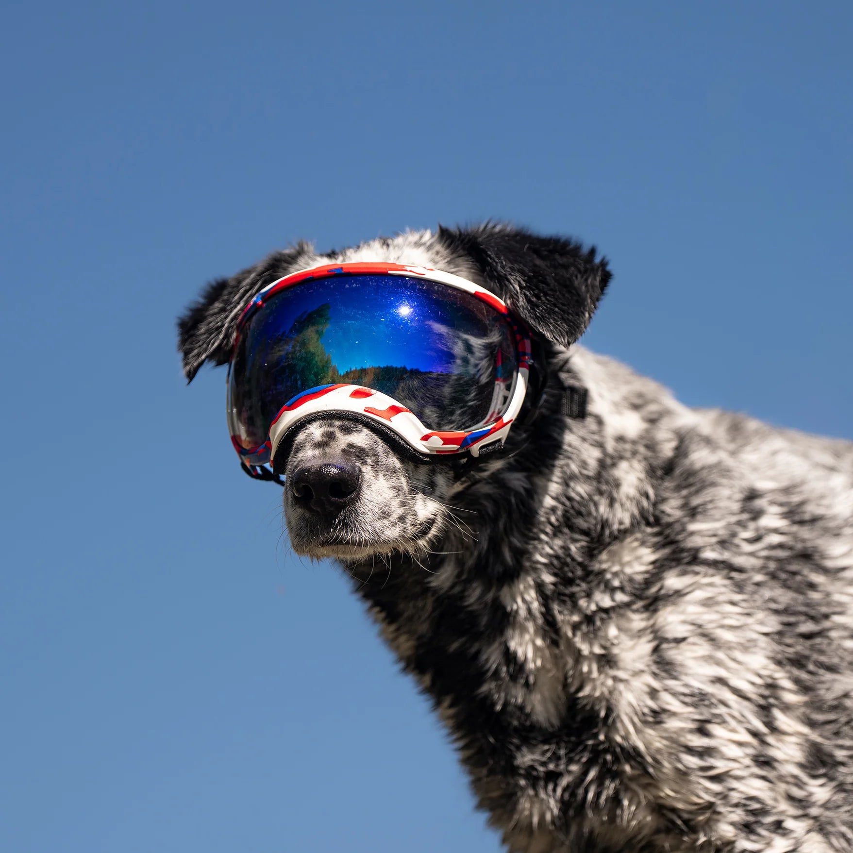 REX SPECS Goggles V2 夏の紫外線から犬の目を守るゴーグル 【即日配送 REX SPECS Goggles V2 夏の紫外線から犬の目を守るゴーグル 【即日配送