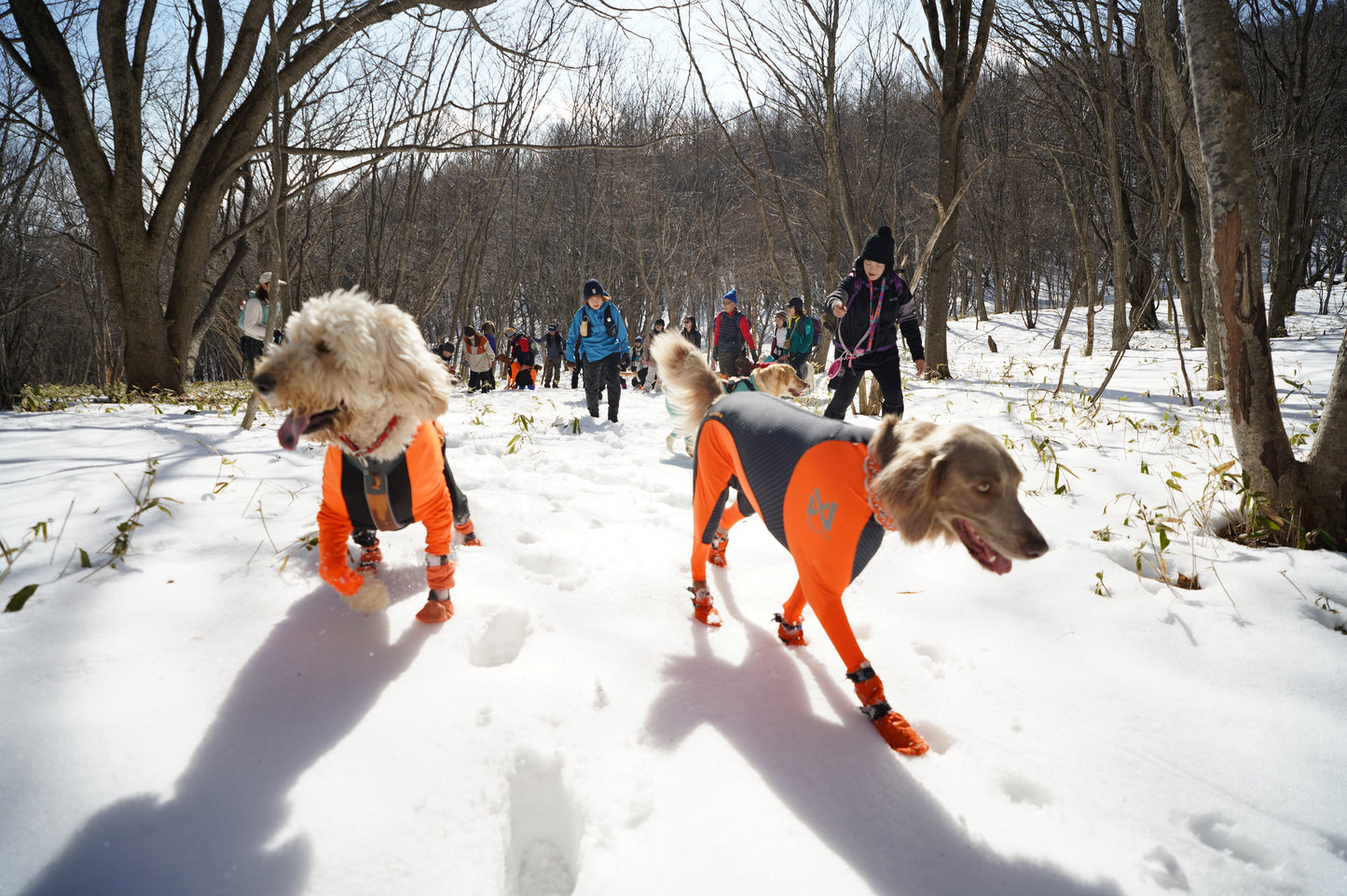 2/15 イヌと雪で遊ぼう㏌西郷村 スノートレッキング日帰りランチ付