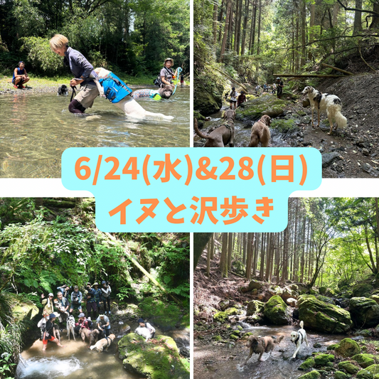 イヌと山&沢歩き6/24(水) 6/28(日)7/5(日)