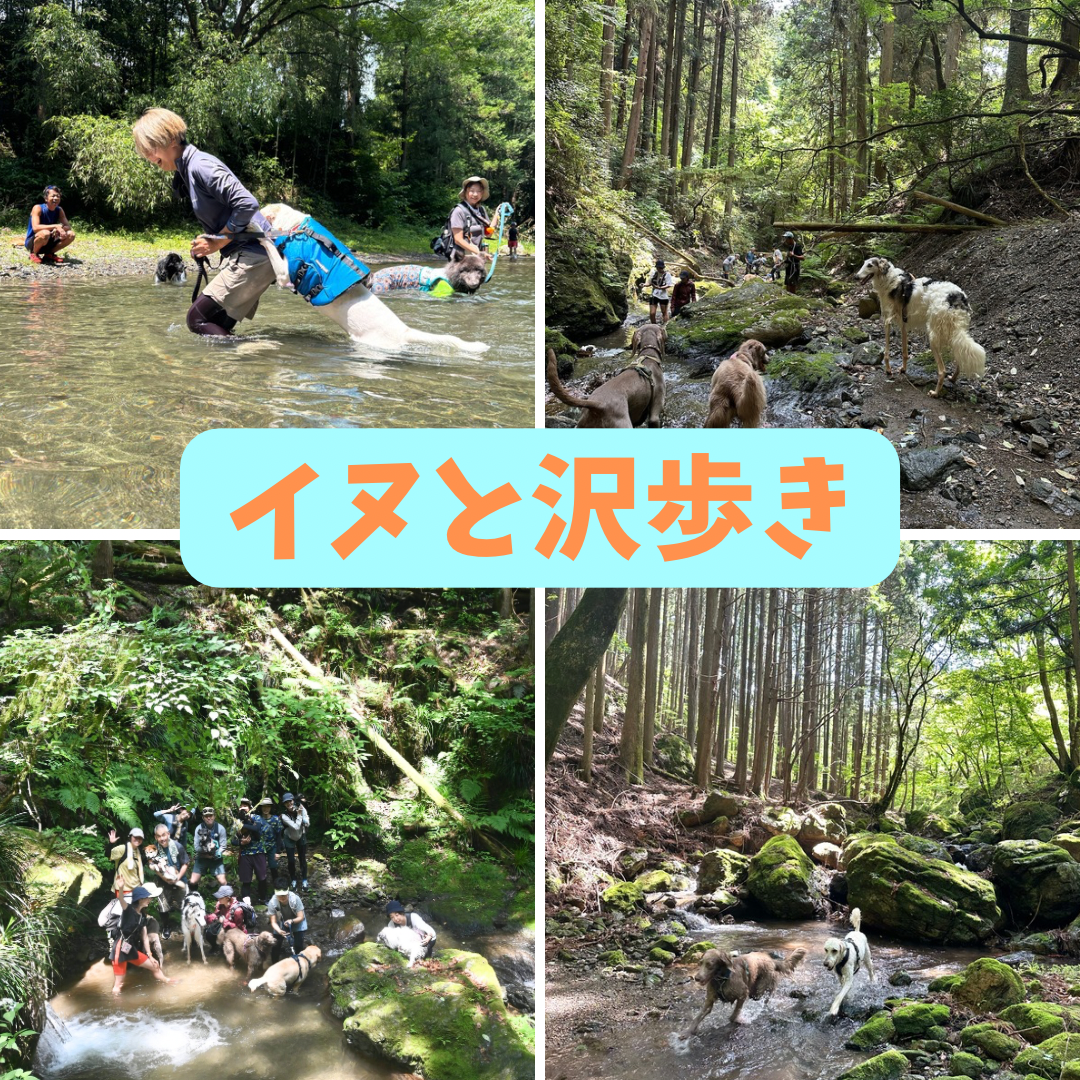 イヌと山&沢歩き2026 8/19(水) 8/23(日)