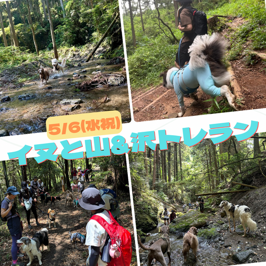 イヌと山&沢で遊ぼうトレラン 5/6(水祝)