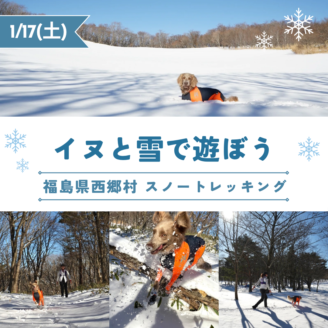 1/17 イヌと雪で遊ぼう㏌西郷村 スノートレッキング日帰りランチ付