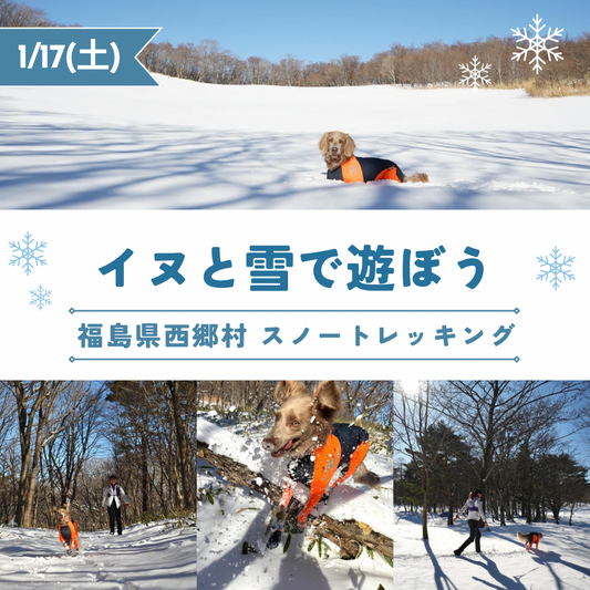 1/17 イヌと雪で遊ぼう㏌西郷村 スノートレッキング日帰りランチ付