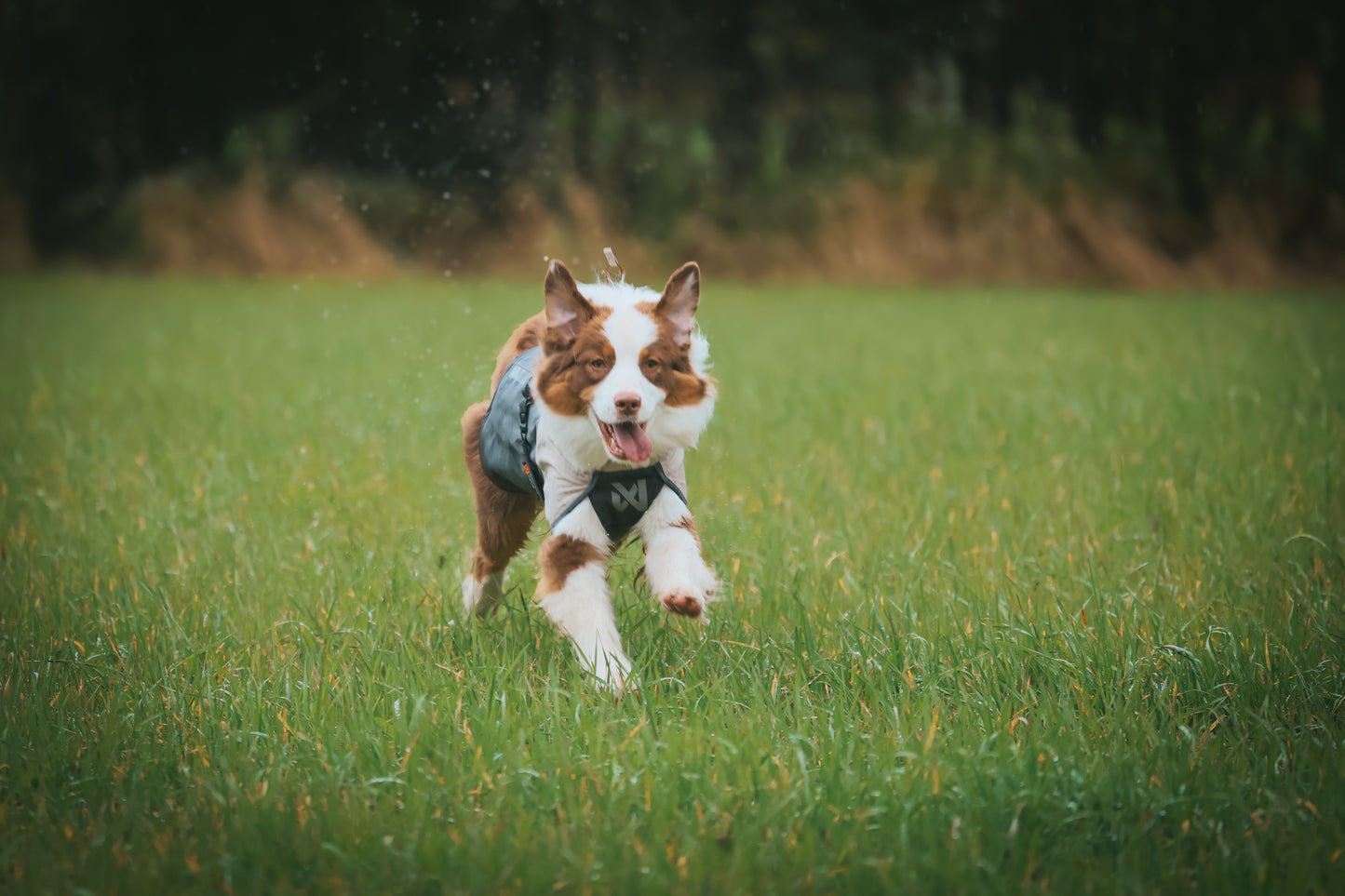 Fjord raincoat 2.0 全天候型ドッグレインコート