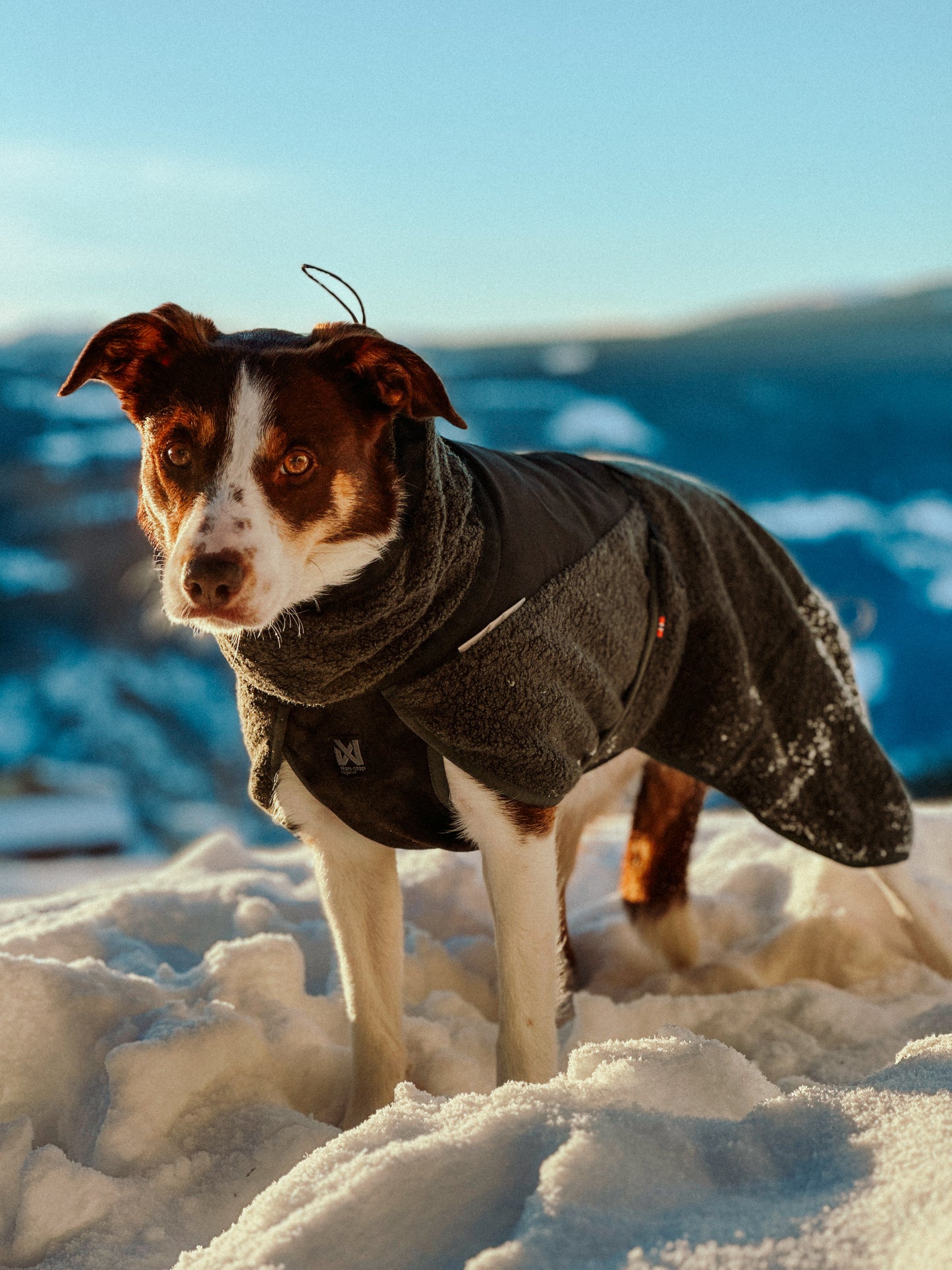 wool dog jacket 雪山・スキー対応 犬用ウールジャケット