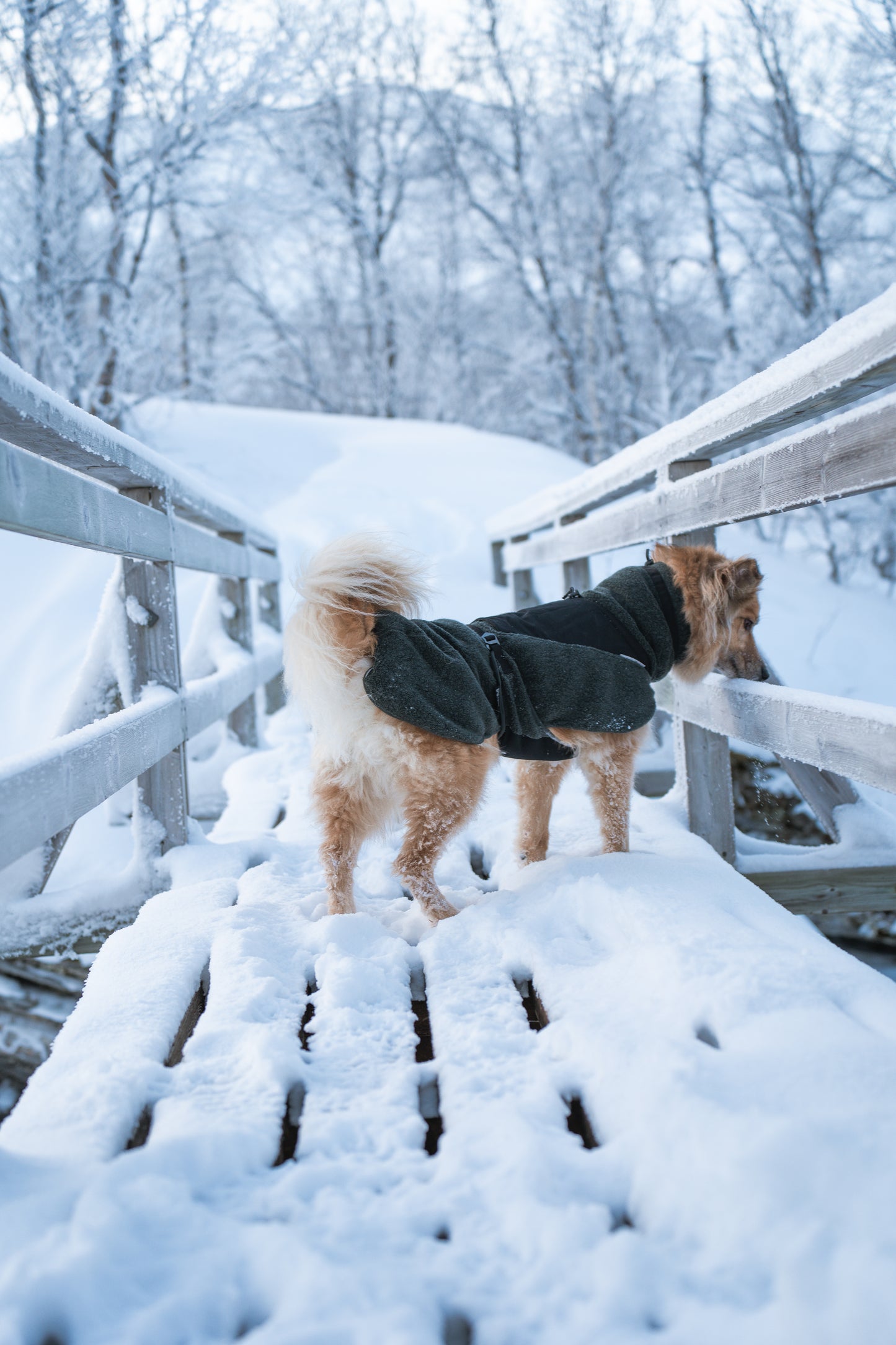 wool dog jacket 雪山・スキー対応 犬用ウールジャケット