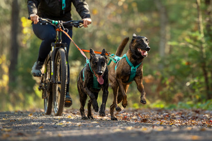 犬用ハーネス 犬の引く力を活かすドッグスポーツ用ハーネス Freemotion Harness 5.0
