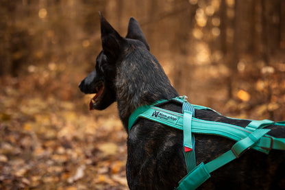 犬用ハーネス 犬の引く力を活かすドッグスポーツ用ハーネス Freemotion Harness 5.0