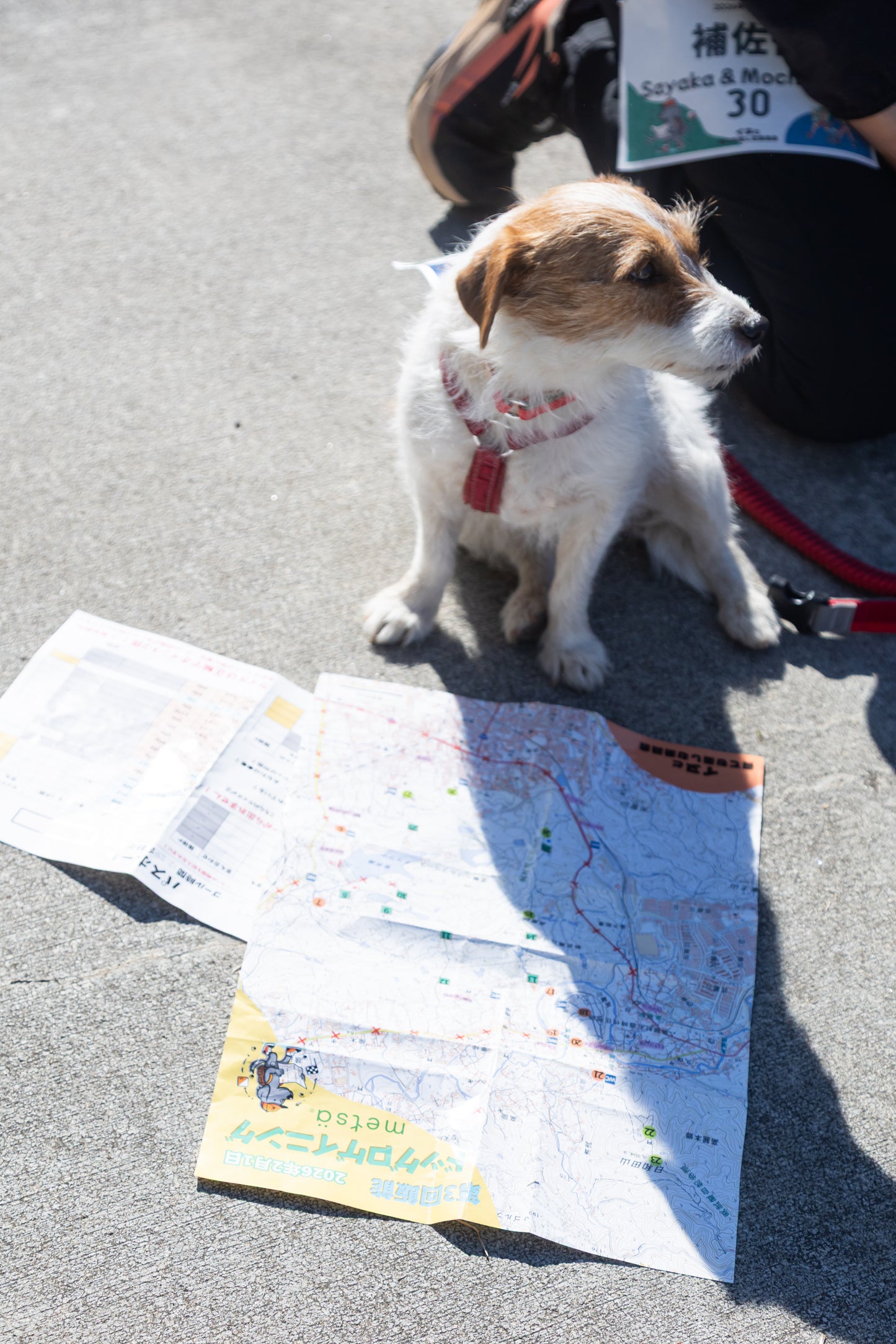 八ヶ岳ドッグロゲイニング in 清里の森 4/26