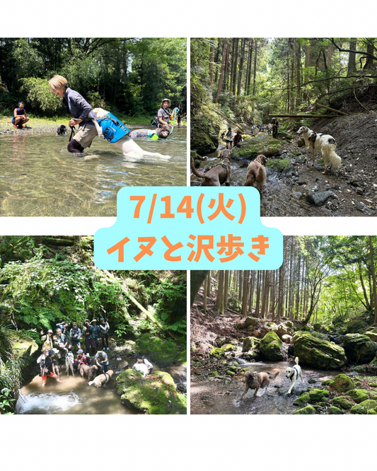 イヌと山&沢歩き6/24(水) 6/28(日)7/5(日)7/14(火)